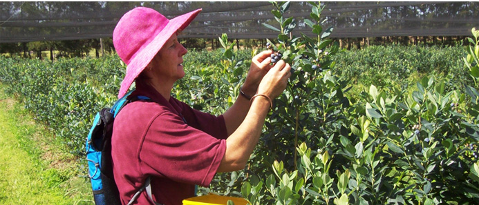 blueberry picking